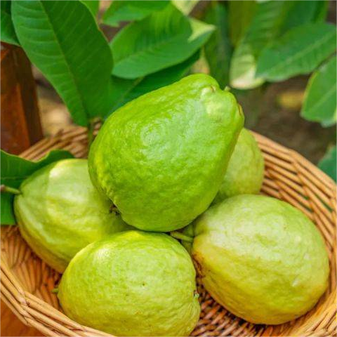đ„đ±Guava Graines de goyave-fraise