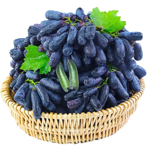 Graines de raisin saphir de haute qualité 🍇✨