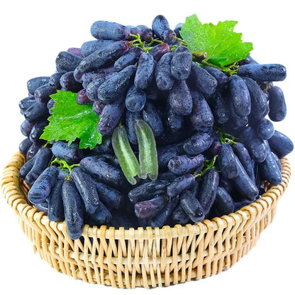 Graines de raisin saphir de haute qualité 🍇✨