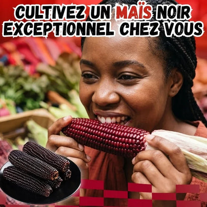Graines De Maïs Noir Glutineux