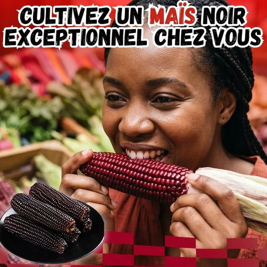 Graines De Maïs Noir Glutineux