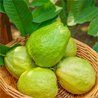🔥🌱Guava Graines de goyave-fraise