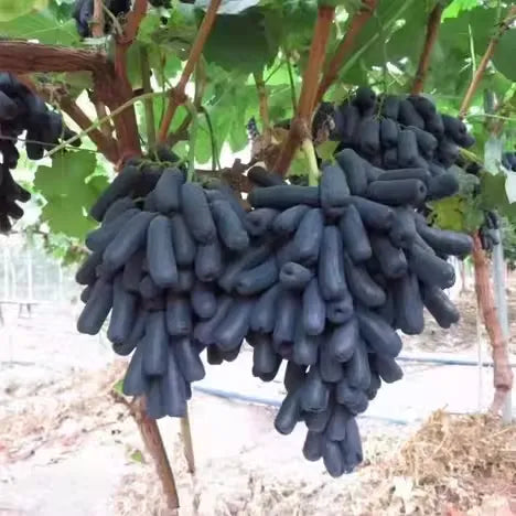 Graines de raisin saphir de haute qualité 🍇✨